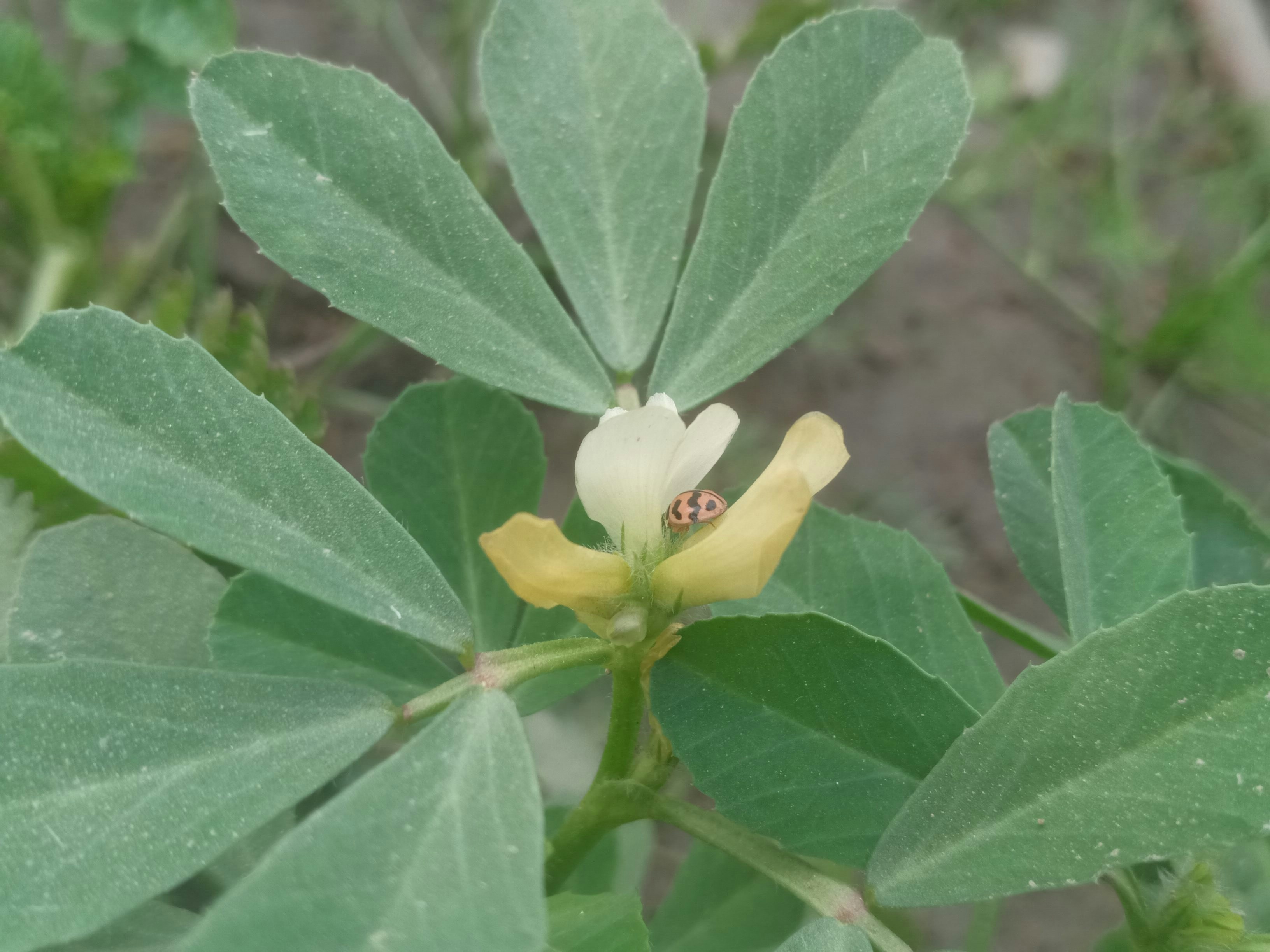 una flor amarilla con una lady bug en ella