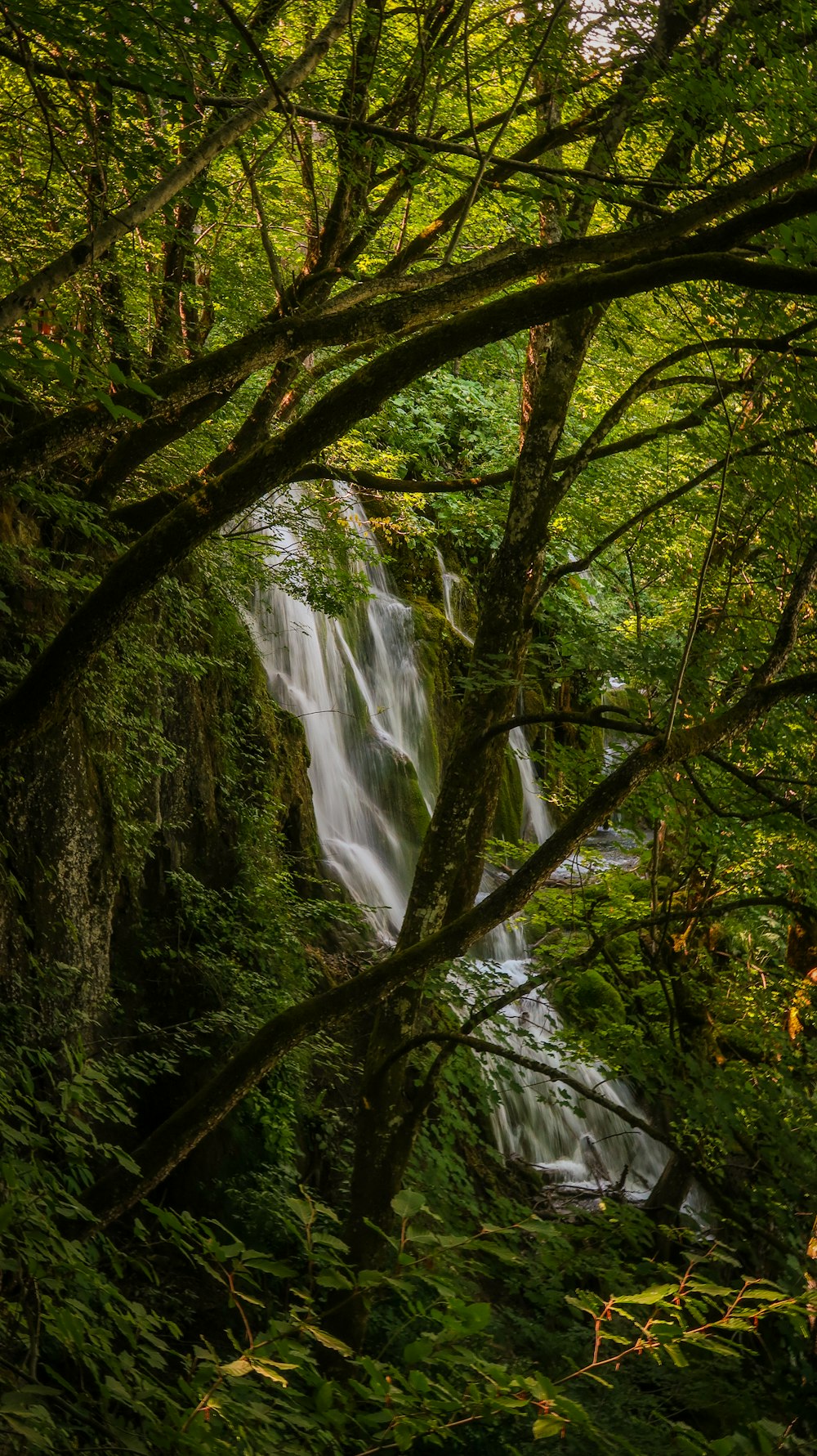 Ein Wasserfall inmitten eines üppigen grünen Waldes