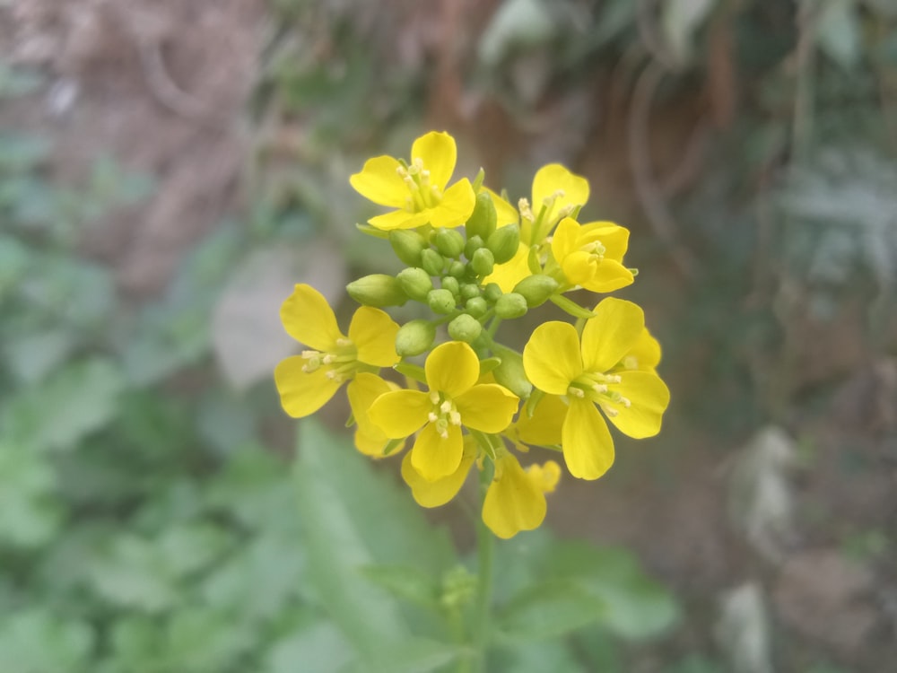 a close up of a small yellow flower