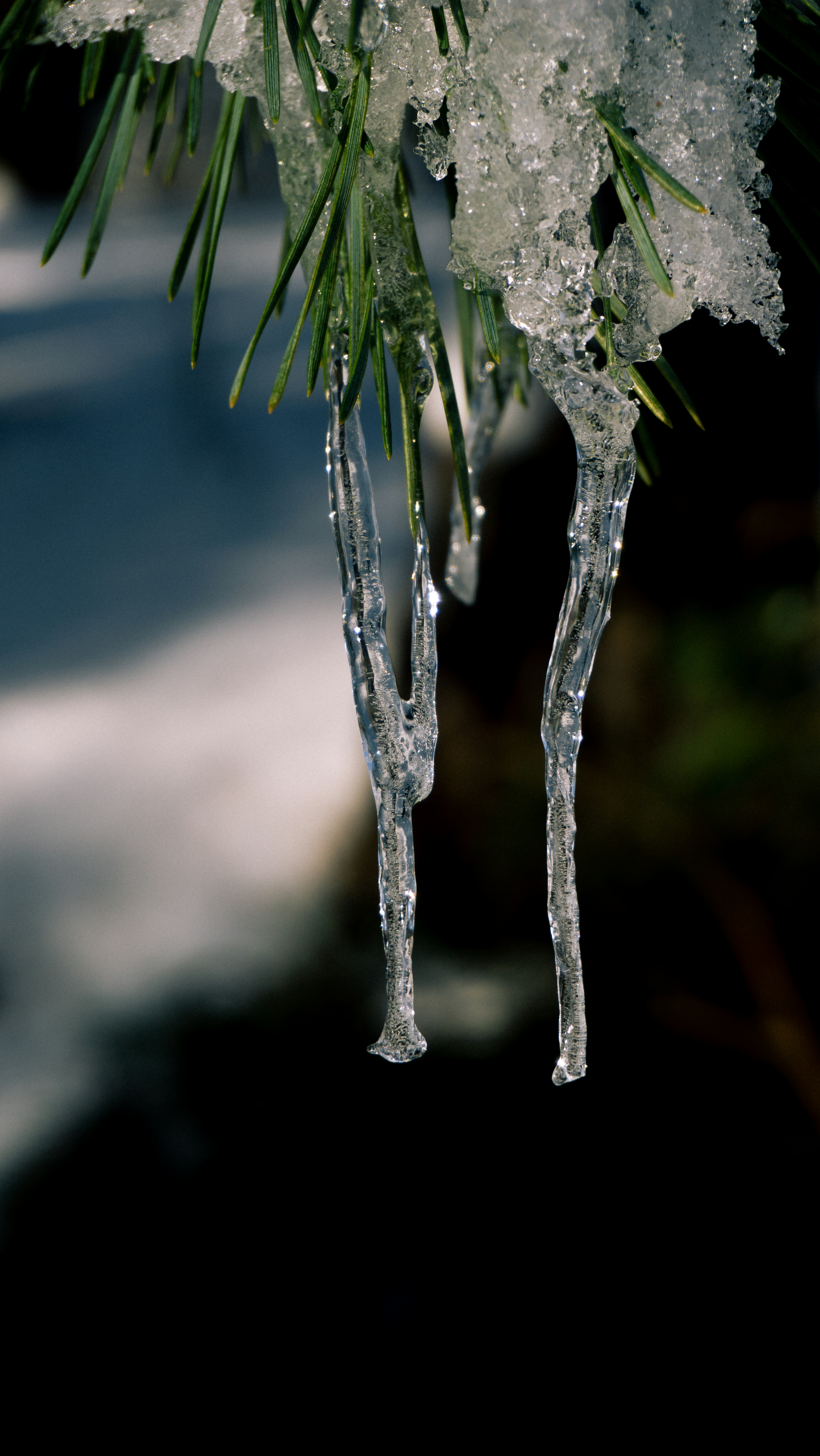 A close up of a pine tree with ice on it photo – Free Green Image on  Unsplash, image size:3000x5332