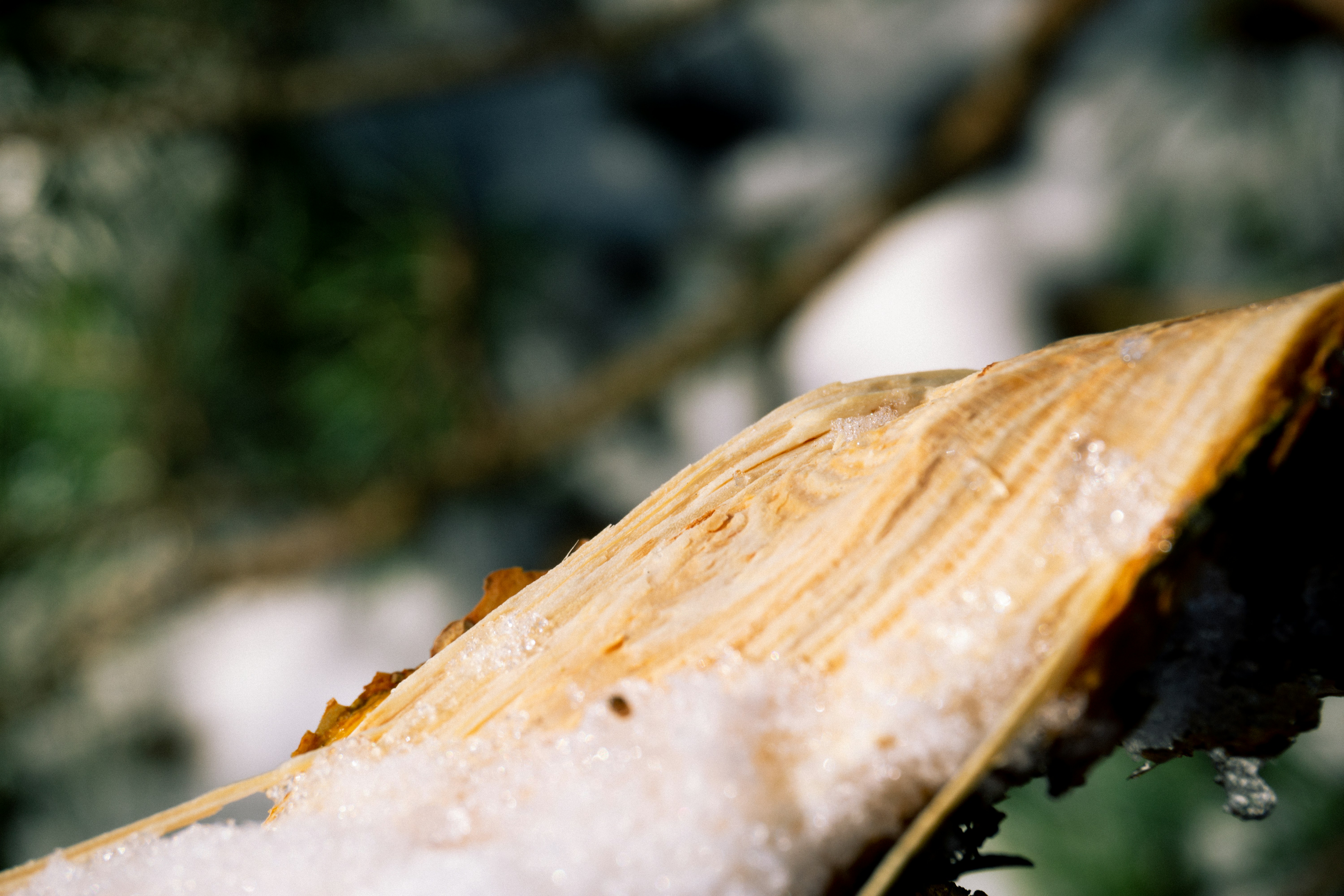 a close up of a leaf with snow on it