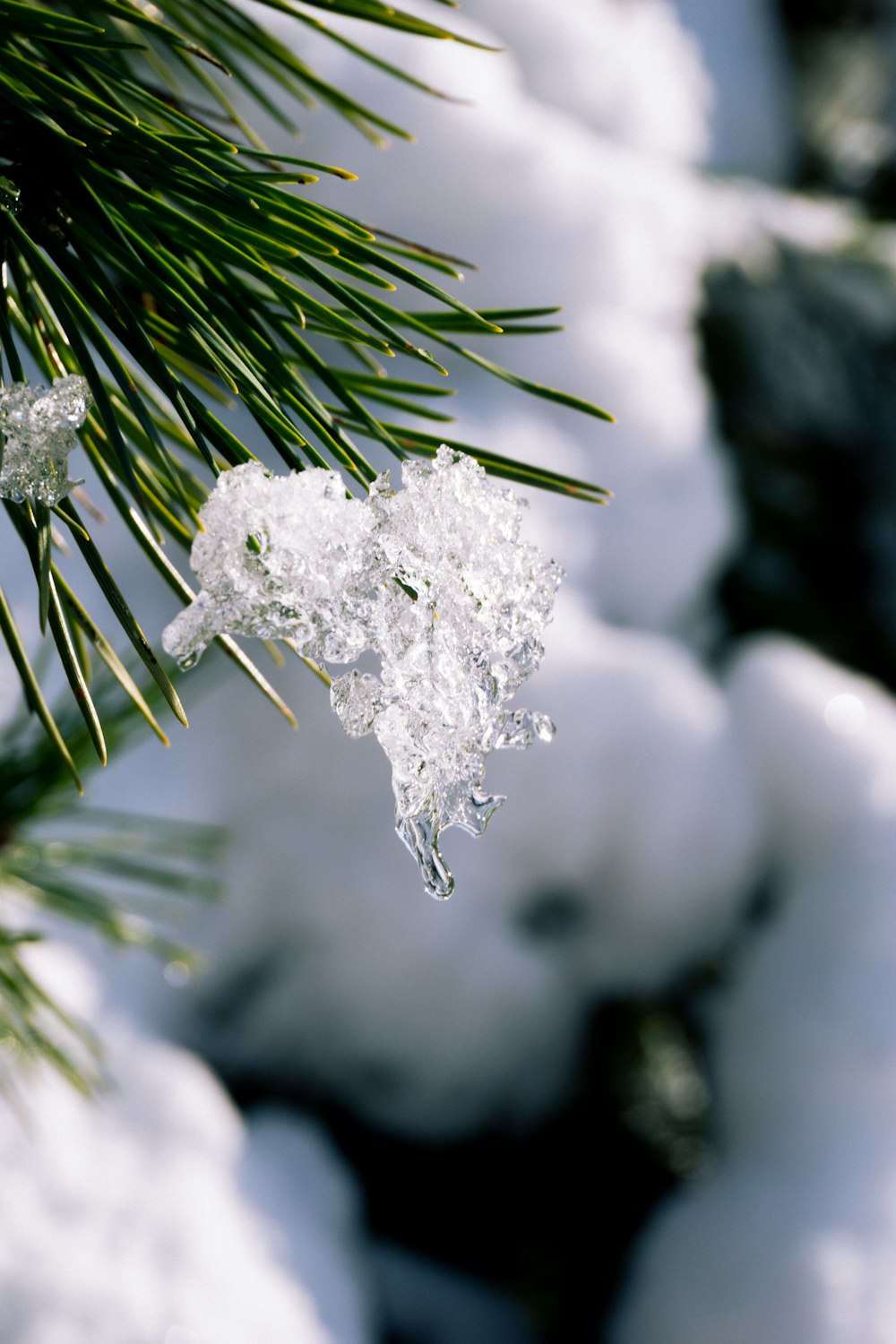 a pine tree branch covered in ice and snow