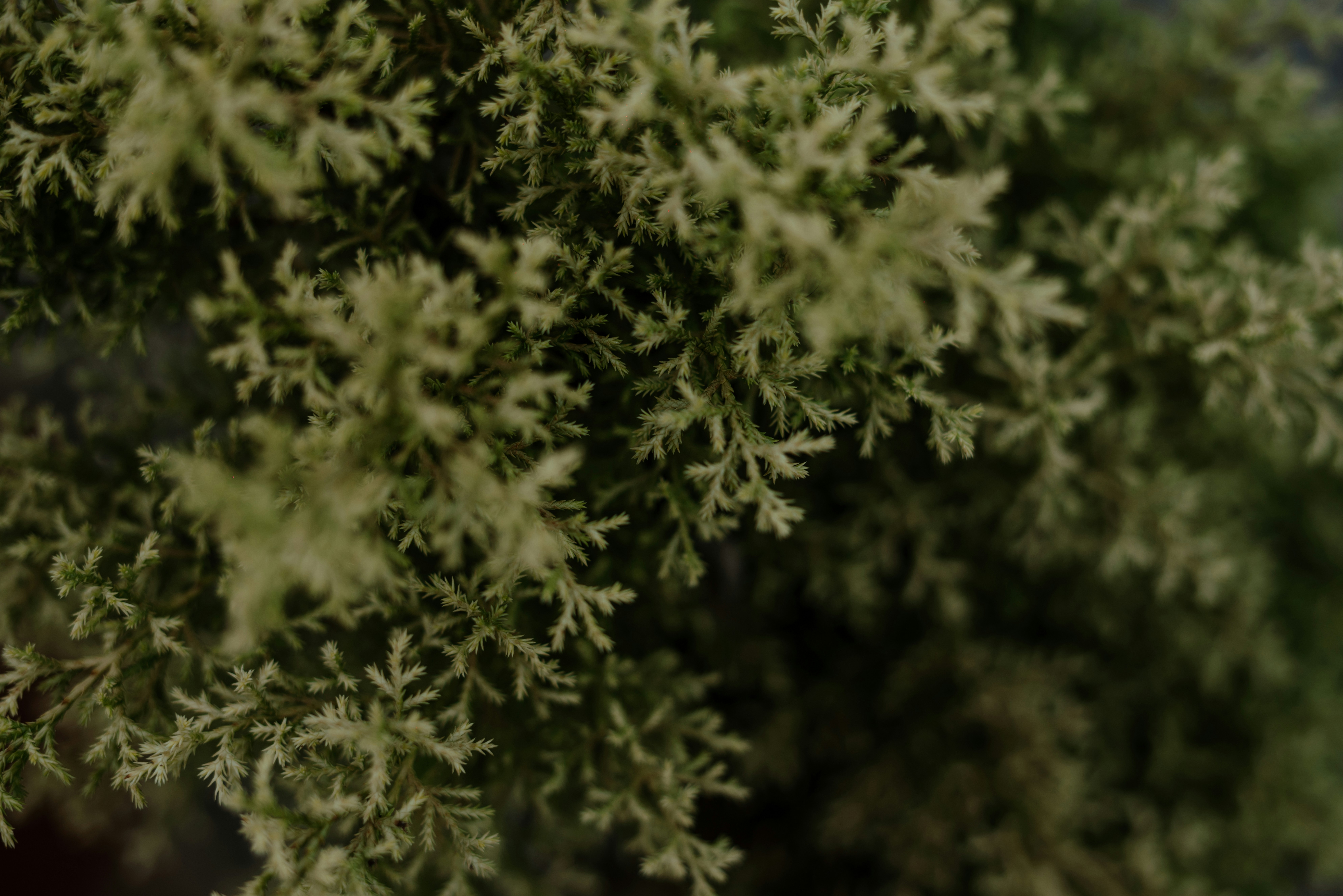 Photo by viditgoswami