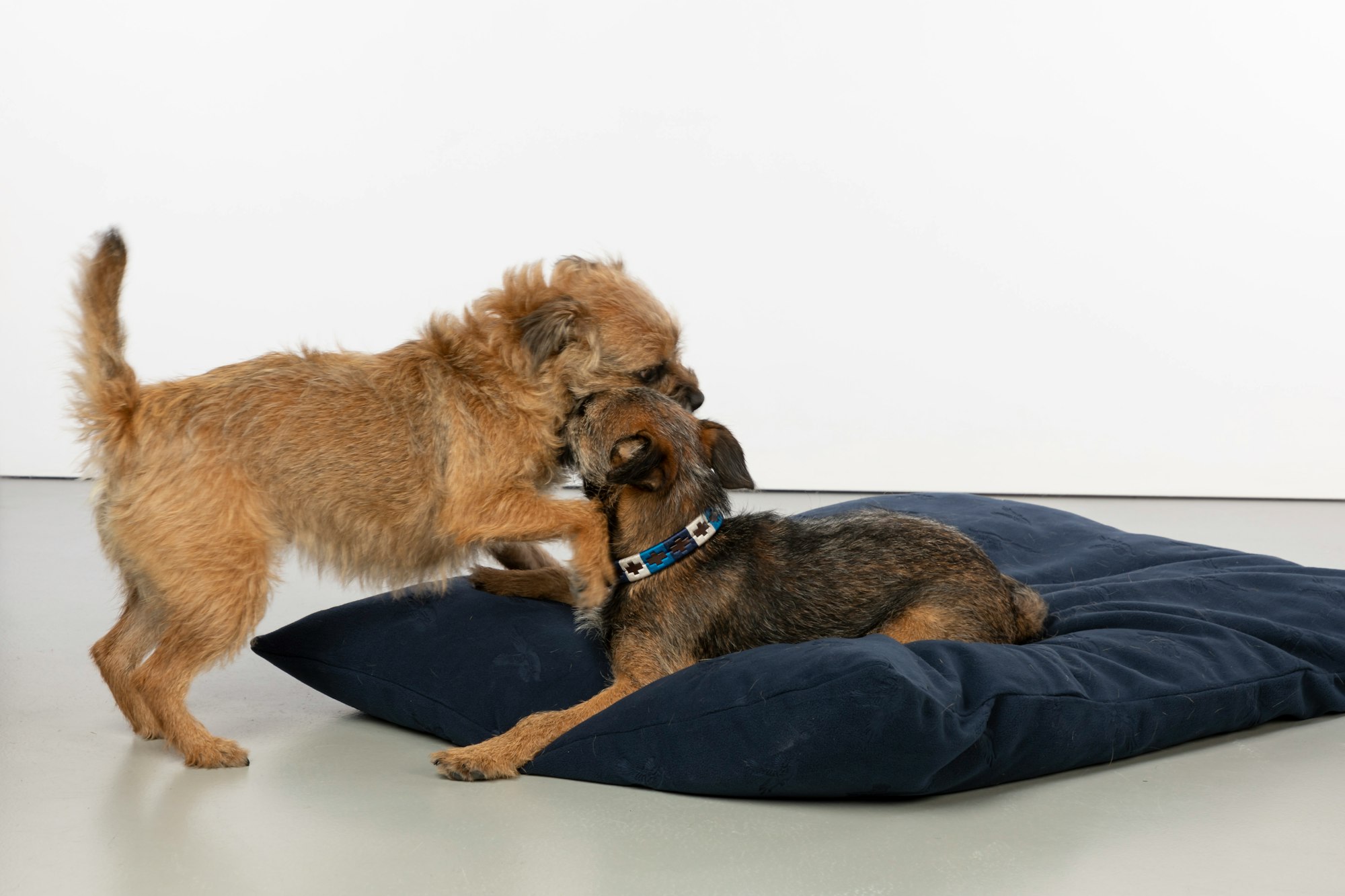 a couple of dogs standing on top of a pillow