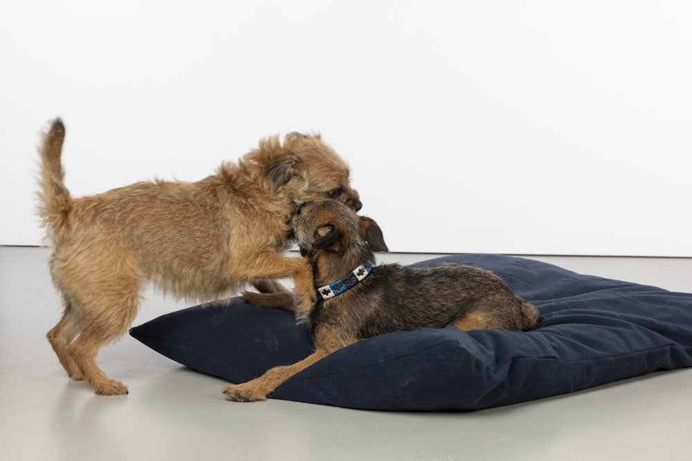 a couple of dogs standing on top of a pillow
