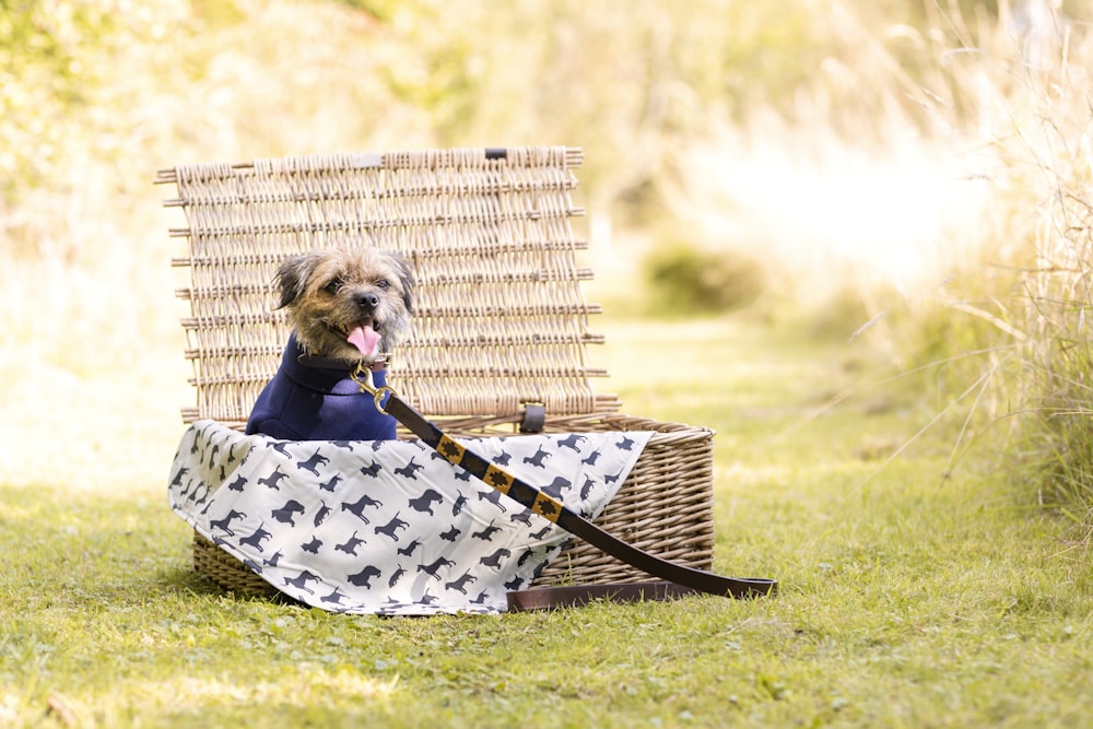 a dog sitting in a basket with an umbrella