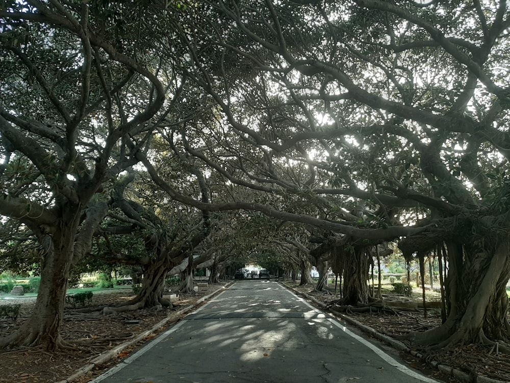 a road lined with trees on both sides of it