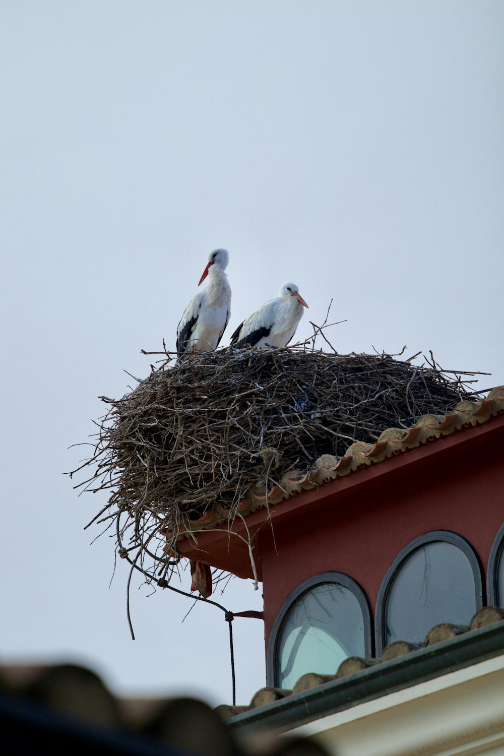 ein paar Vögel sitzen auf einem Nest