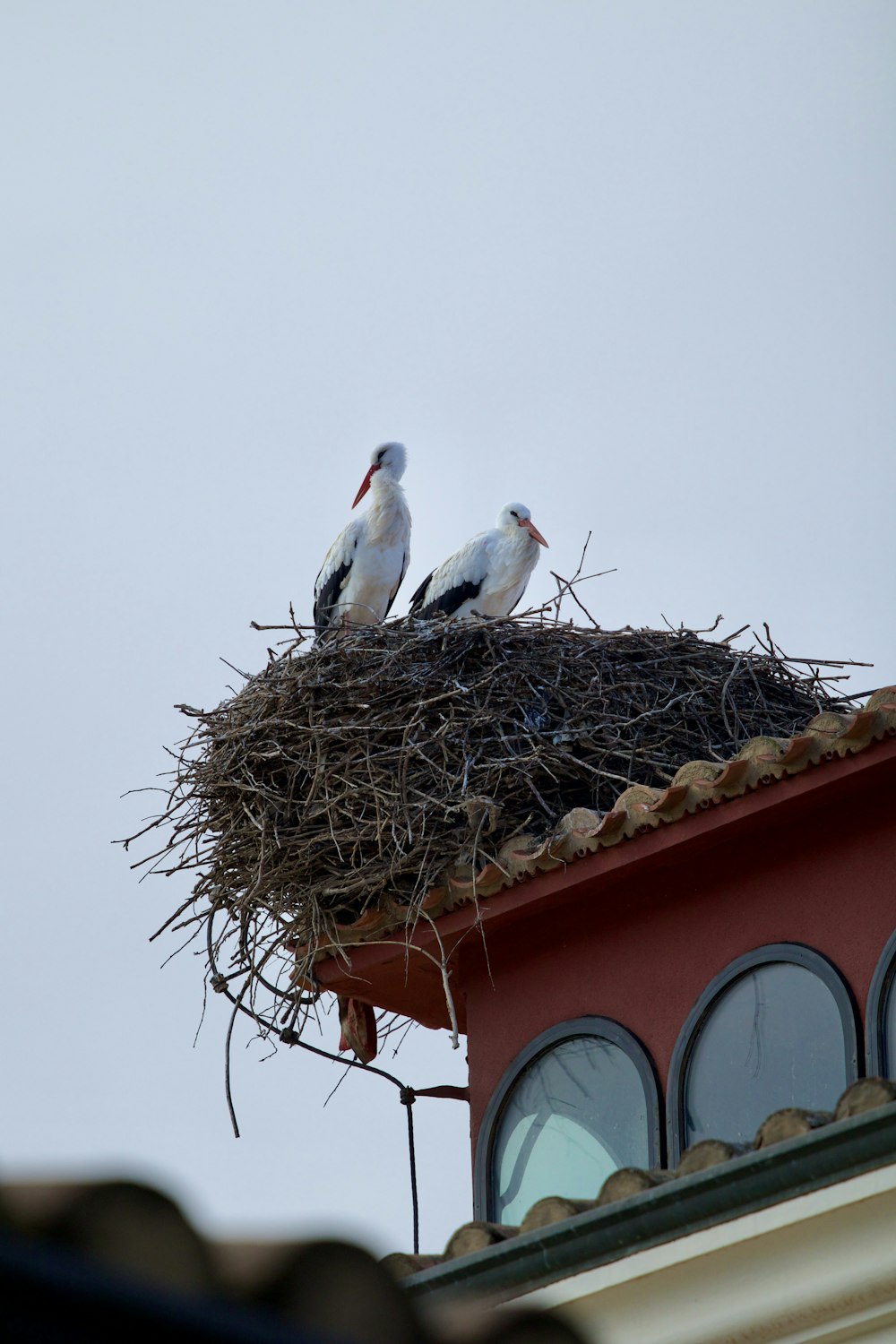 a couple of birds sitting on top of a nest