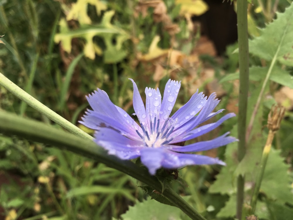 a close up of a blue flower in a field