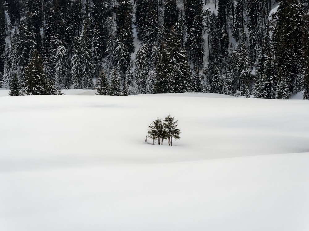 Un árbol solitario en medio de un campo cubierto de nieve