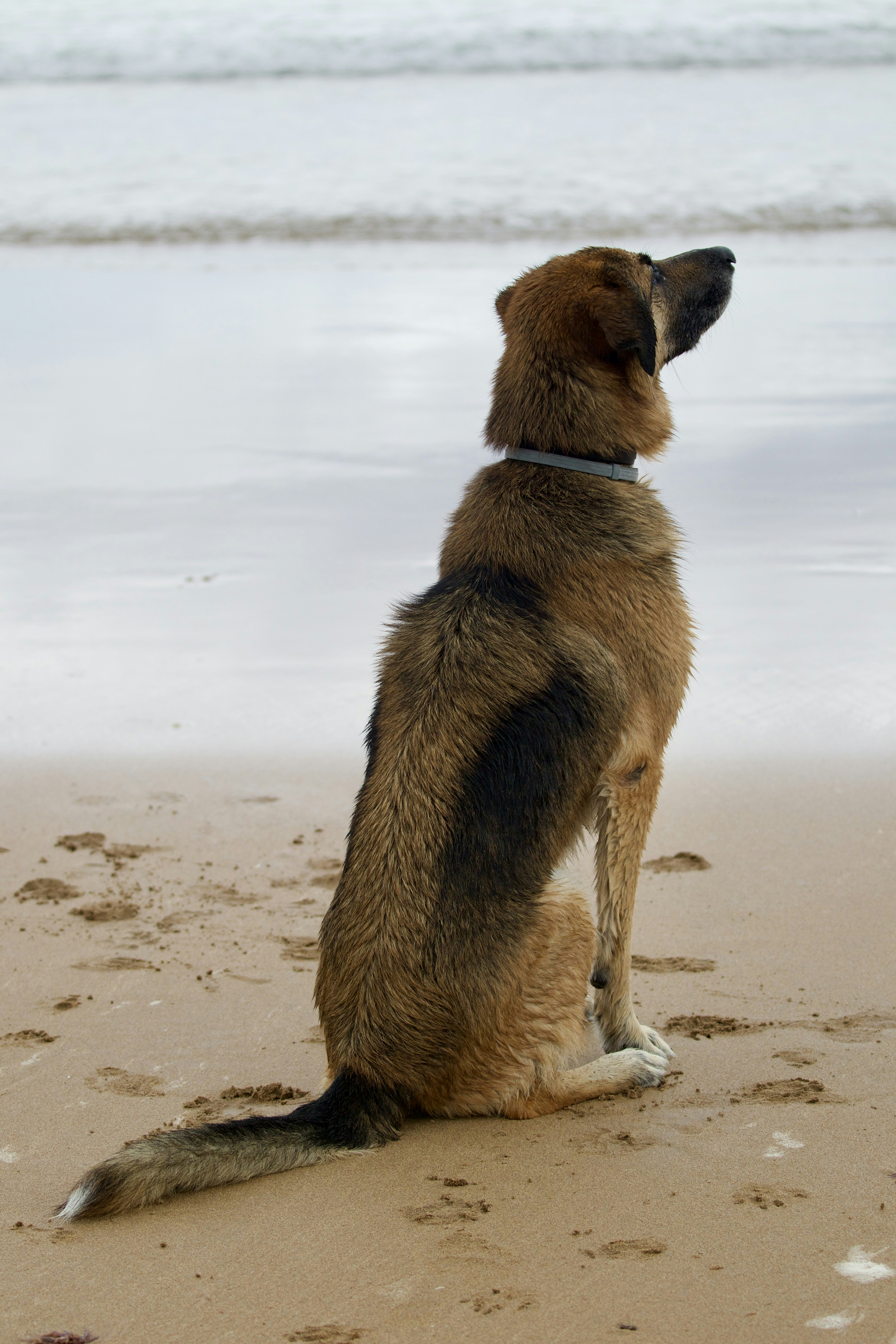 Un perro marrón sentado en la cima de una playa de arena