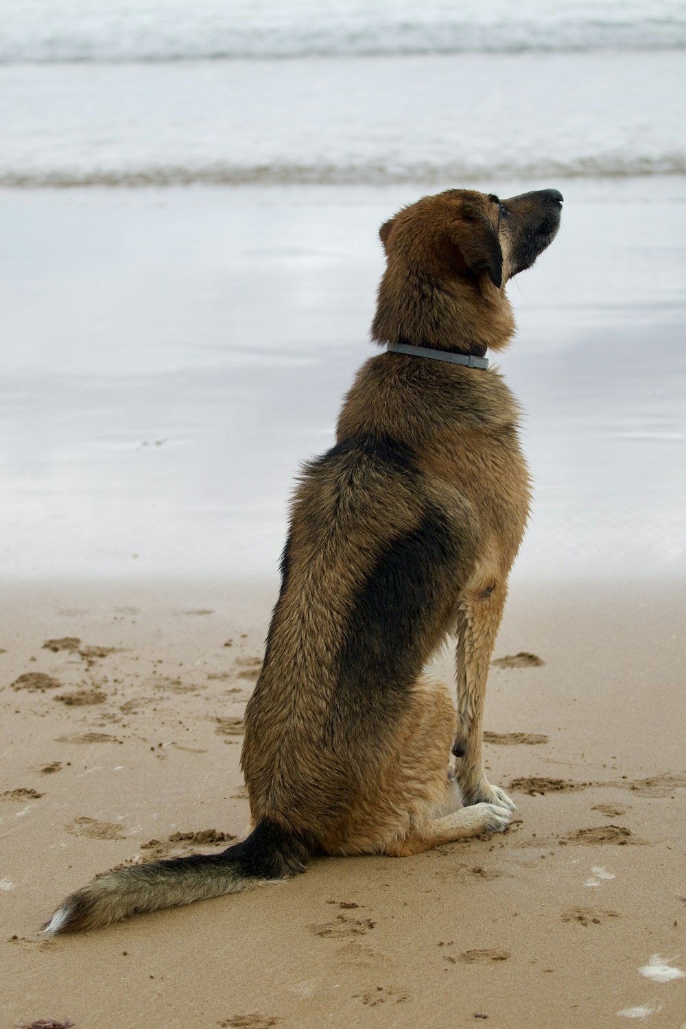 a brown dog sitting on top of a sandy beach