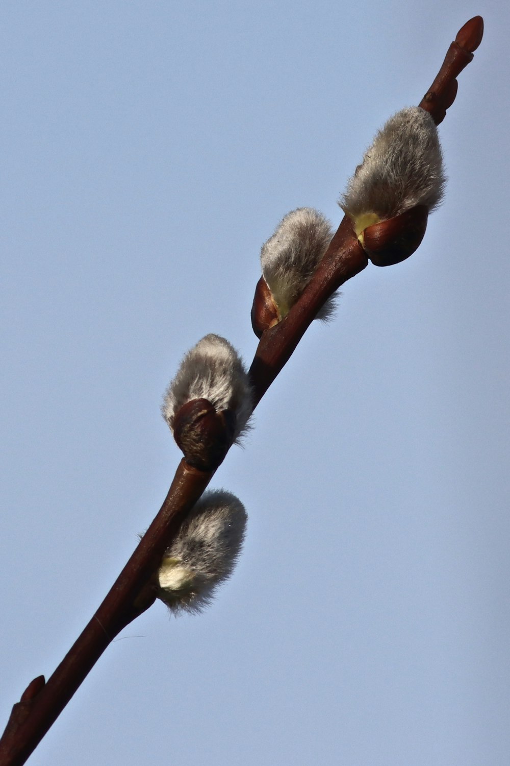 a close up of a tree branch with buds