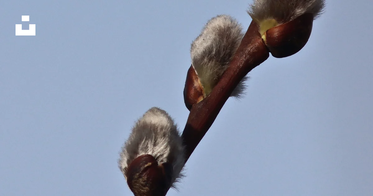 A close up of a tree branch with buds photo – Free Spring Image on Unsplash