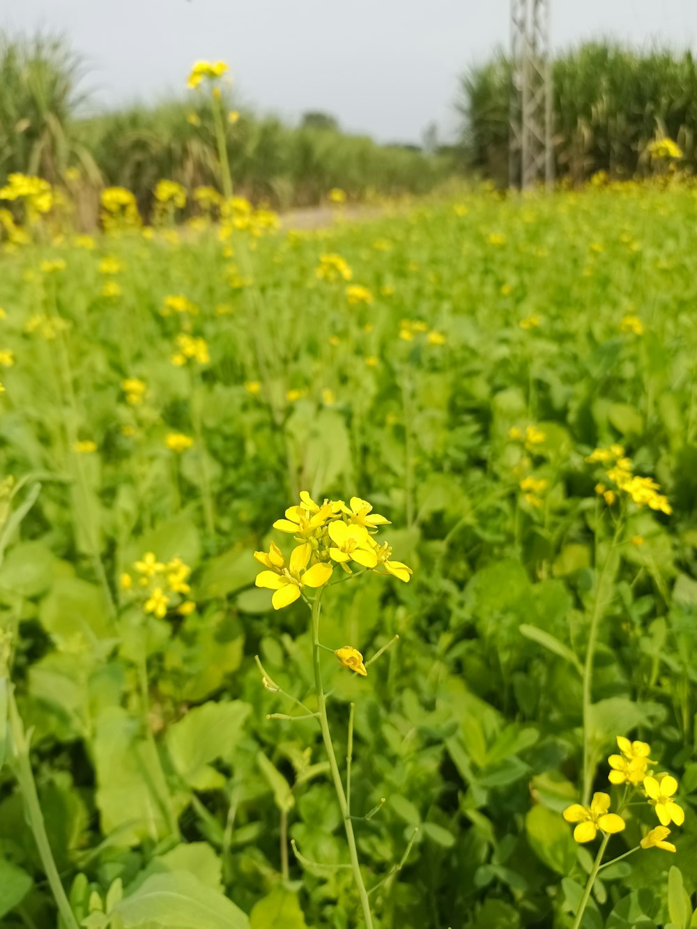 a field full of yellow flowers next to a forest