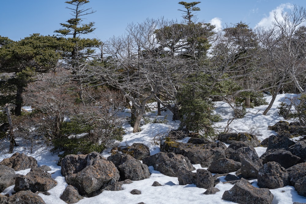 a snow covered hillside with trees and rocks