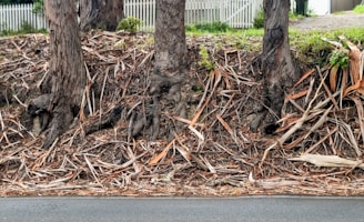 Three tree trunks rise from a ground covered in dried leaves and bark. The background features a white picket fence and hints of green foliage.