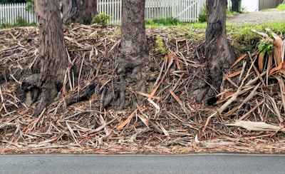 Three tree trunks rise from a ground covered in dried leaves and bark. The background features a white picket fence and hints of green foliage.