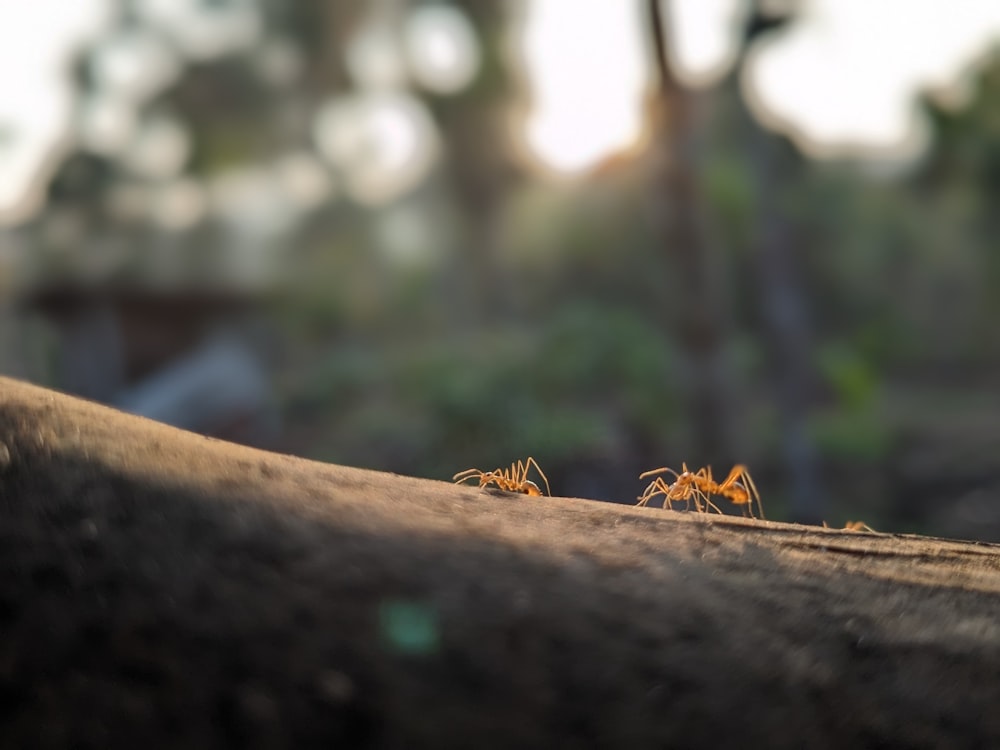 a couple of small orange ants standing on top of a dirt field