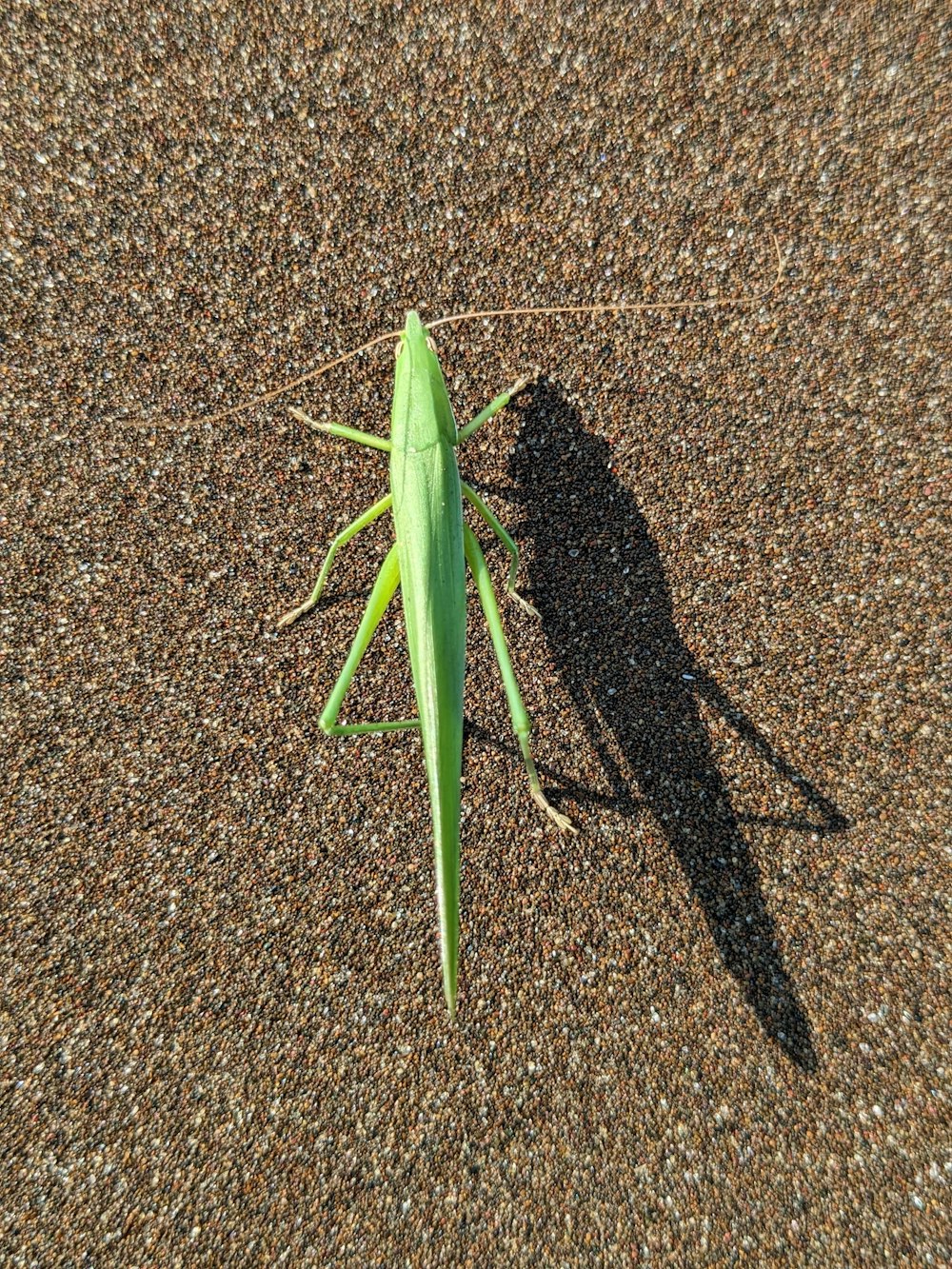 a large green insect sitting on top of a sidewalk