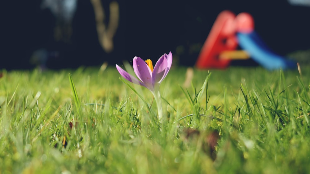 a purple flower sitting on top of a lush green field