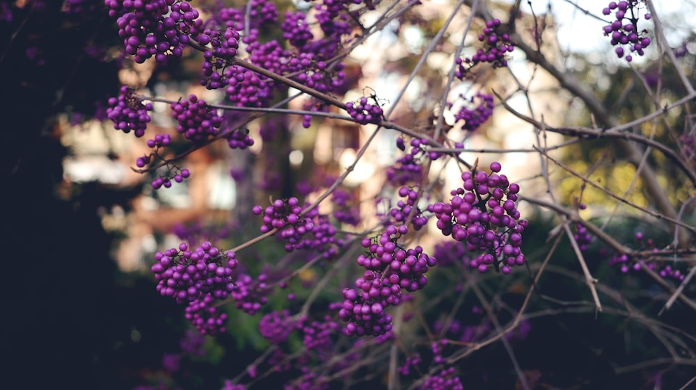 a bunch of purple flowers hanging from a tree
