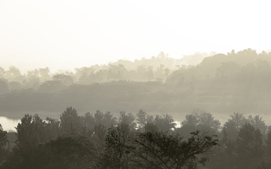 A misty páramo landscape with soft light filtering through fog and delicate water droplets on native plants.