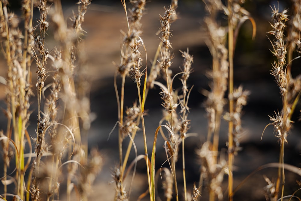 a close up of a bunch of tall grass