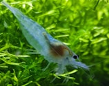 A close-up of a translucent shrimp swimming among vibrant green aquatic plants. The shrimp's body appears slightly iridescent with visible internal structures, and it has large, dark eyes.