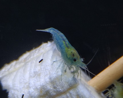 A small shrimp with a translucent blue and yellow coloration is perched on a light-colored, textured surface. The background is dark, causing the shrimp to stand out prominently. Its antennae and delicate legs are visible.