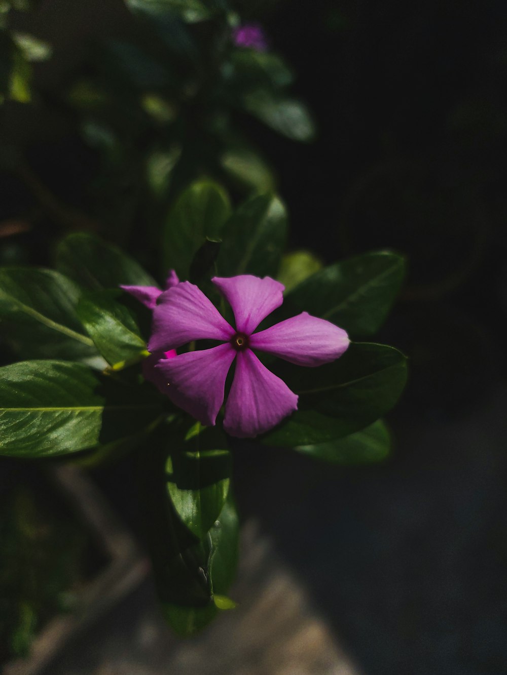 a close up of a purple flower with green leaves