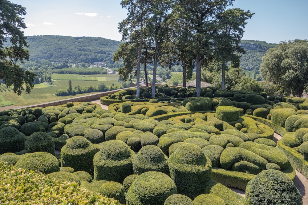 a garden with a lot of bushes and trees