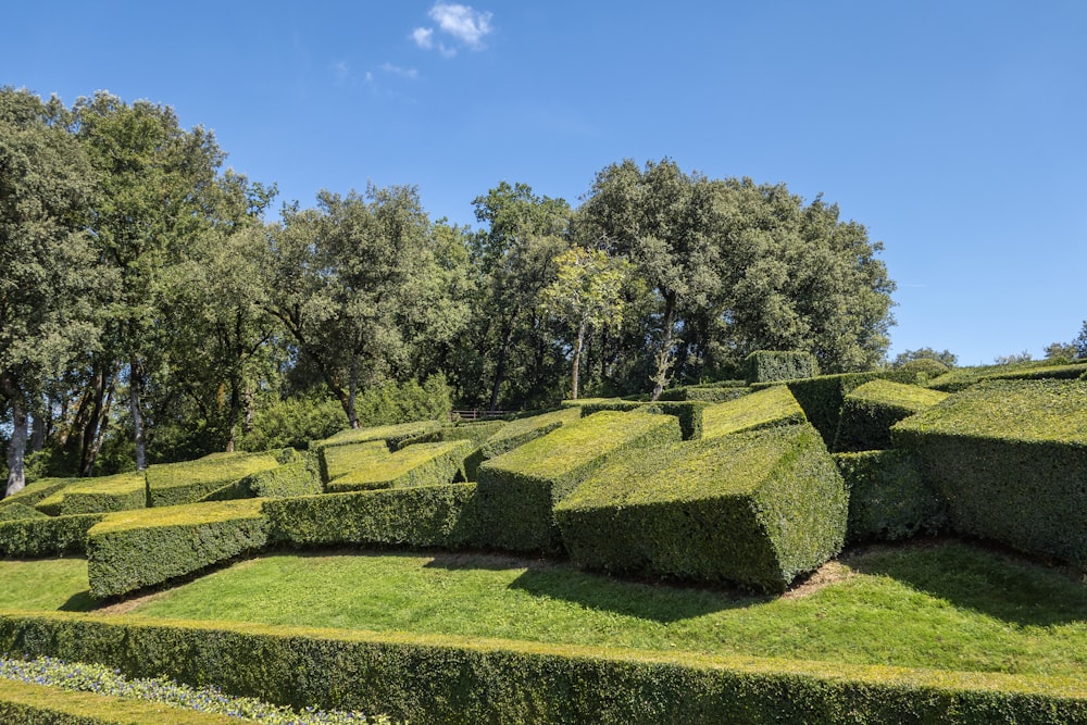 Un grande labirinto di siepi nel mezzo di un parco