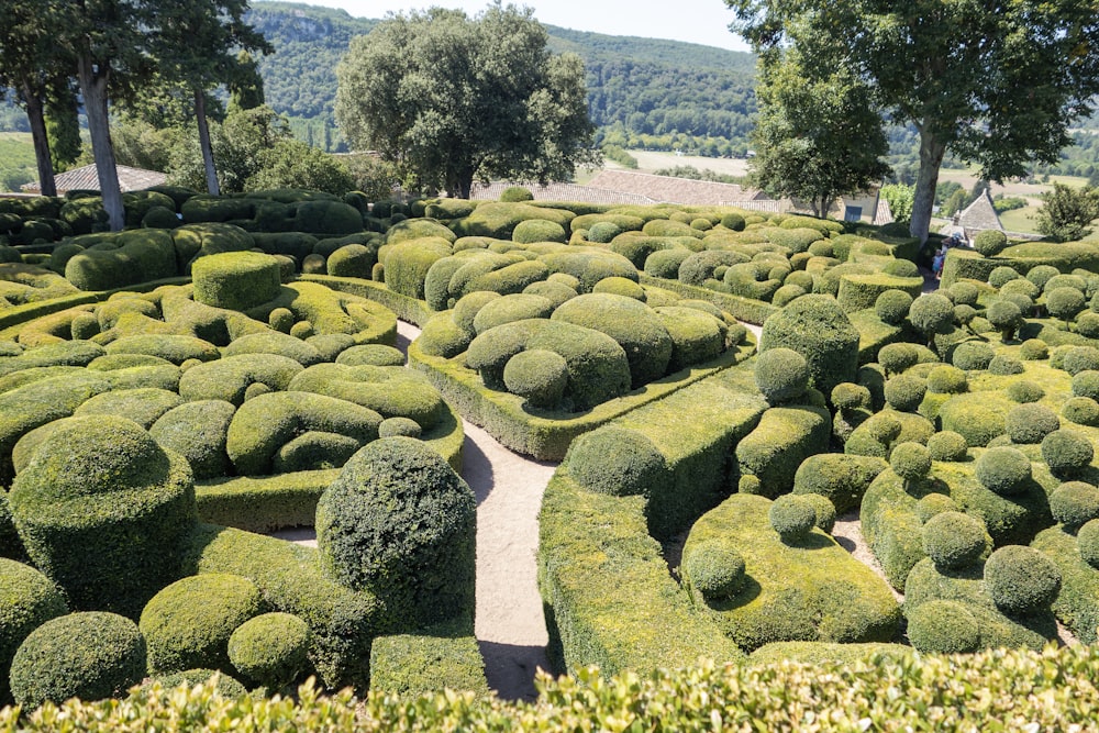 un giardino molto grande con molte siepi