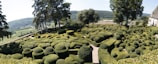 A serene outdoor space with neatly trimmed hedges.