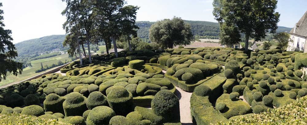 a very large garden with a lot of hedges