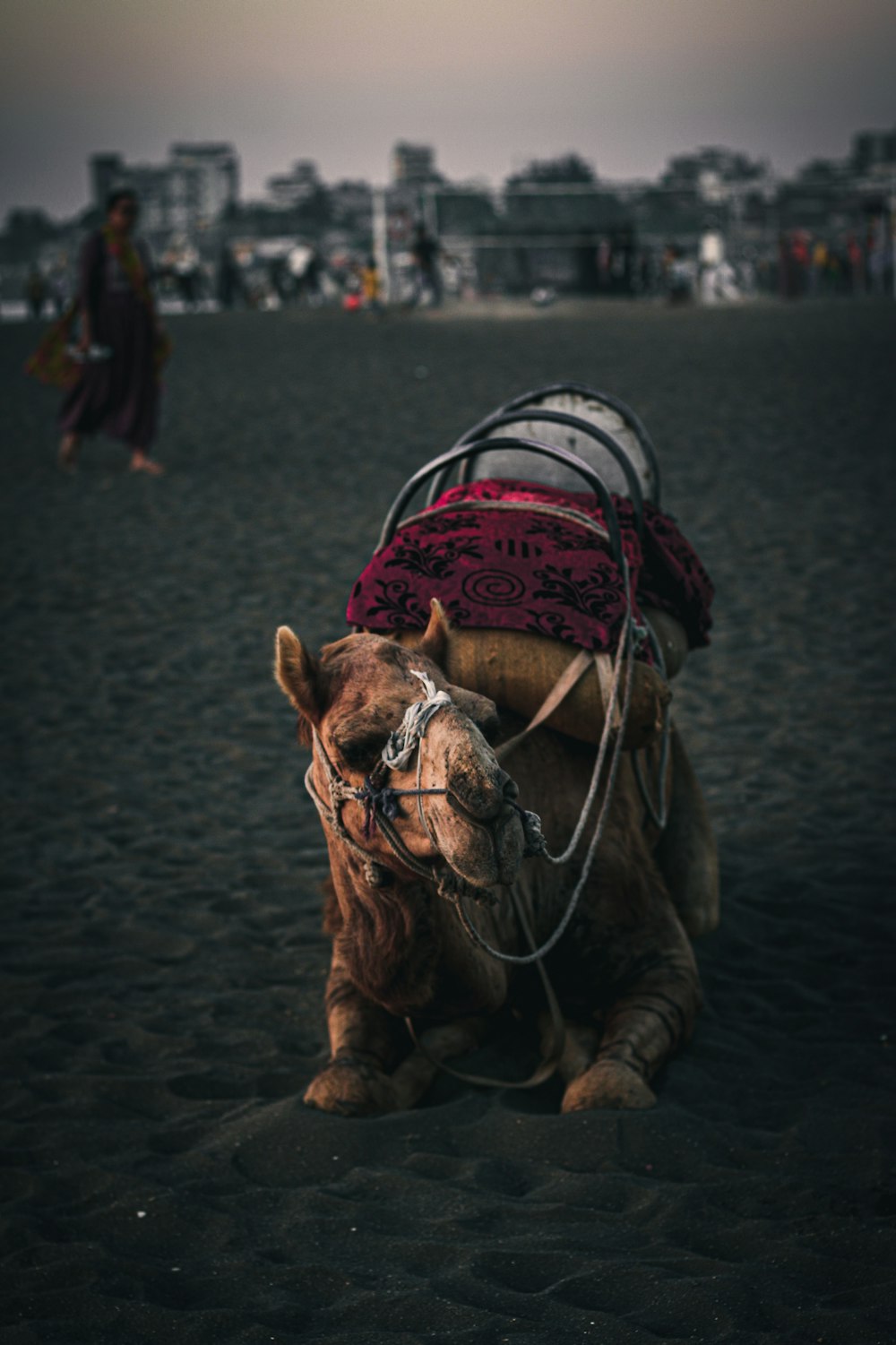 a camel with a saddle on its back on a beach