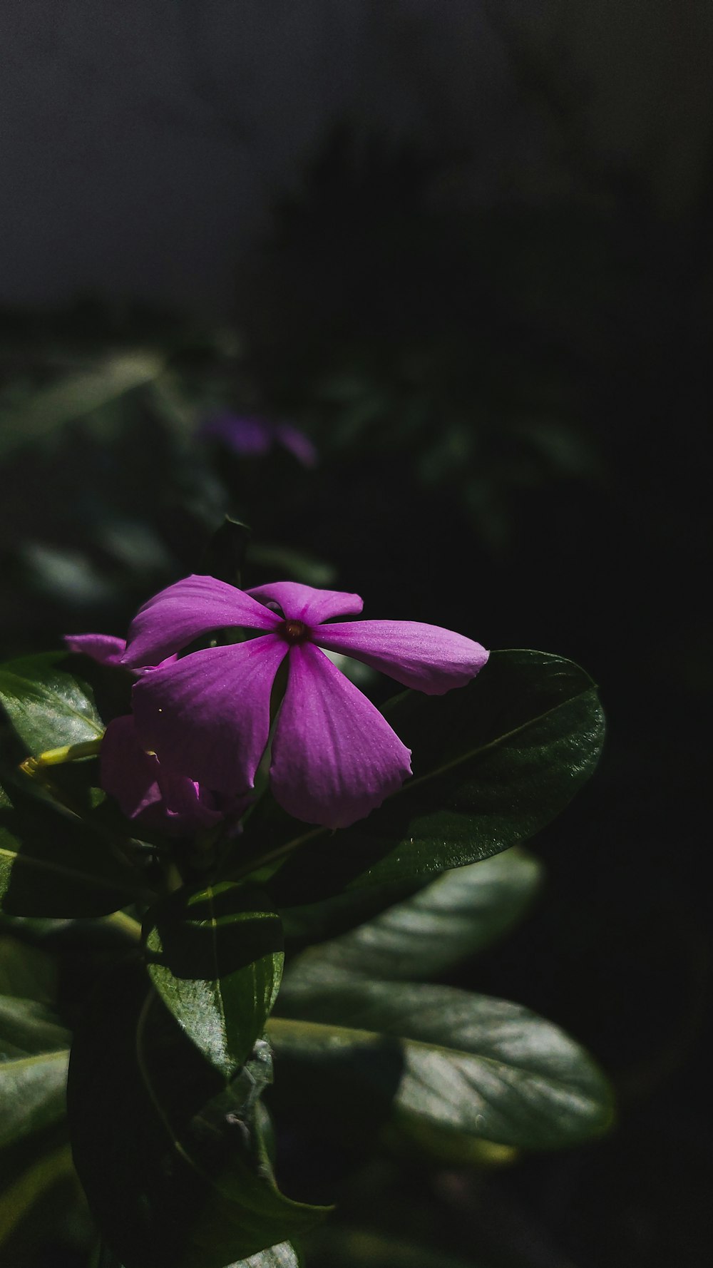 a close up of a purple flower on a plant