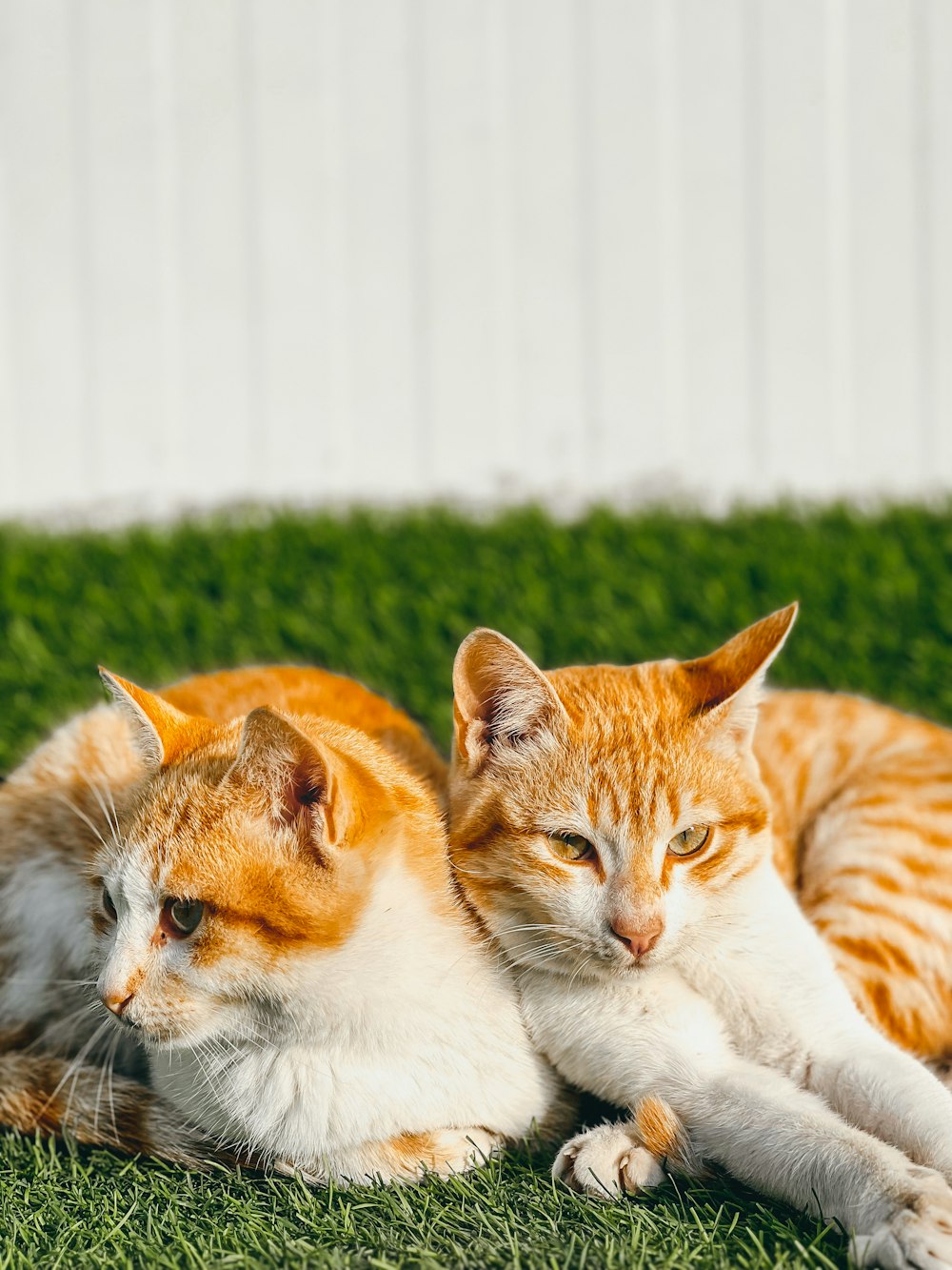 a couple of cats laying on top of a lush green field