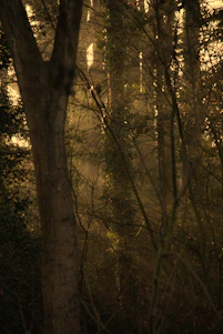 A warm, cinematic portrait of Yvy Melsot in a lush forest, surrounded by hints of magical fantasy elements.