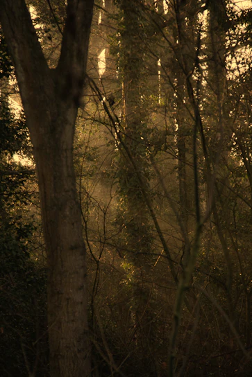 A warm, cinematic portrait of Yvy Melsot in a lush forest, surrounded by hints of magical fantasy elements.
