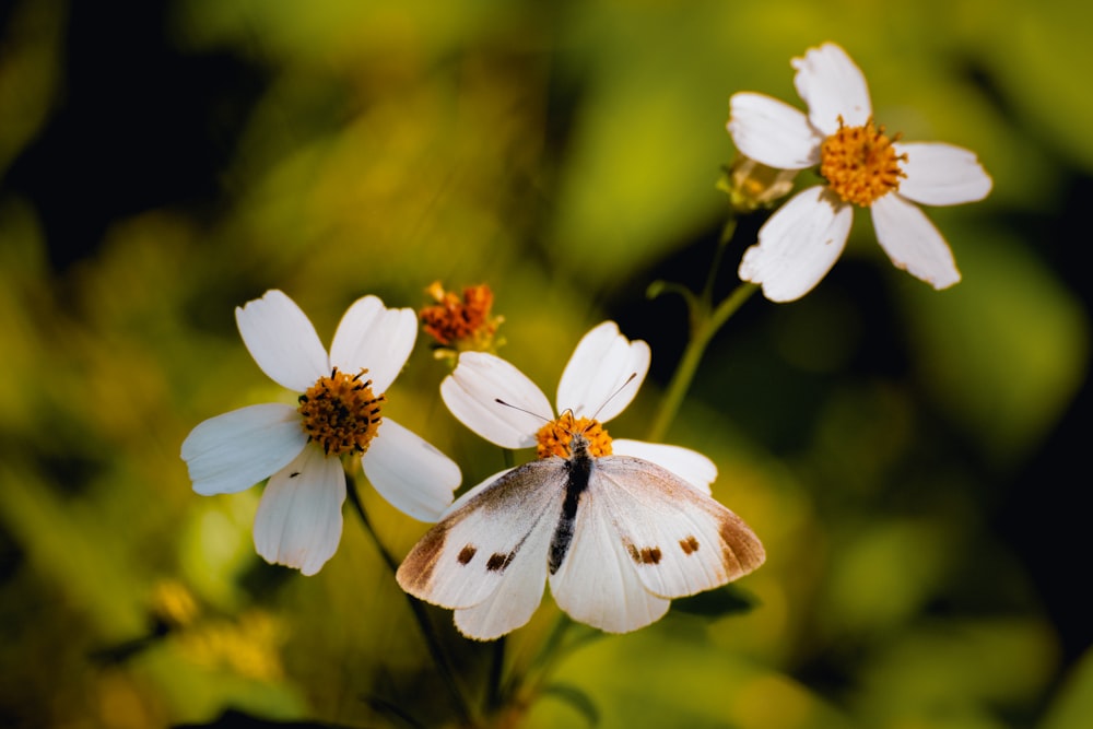 a white and brown butterfly sitting on a white flower