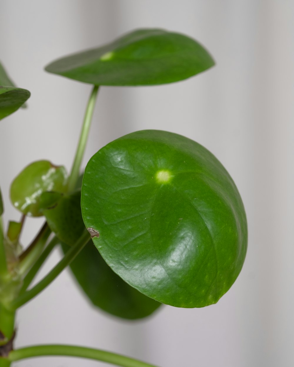 Un primer plano de una planta verde con hojas