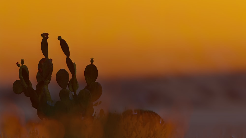 a cactus with two birds perched on top of it