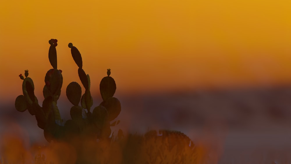 un cactus avec deux oiseaux perchés dessus