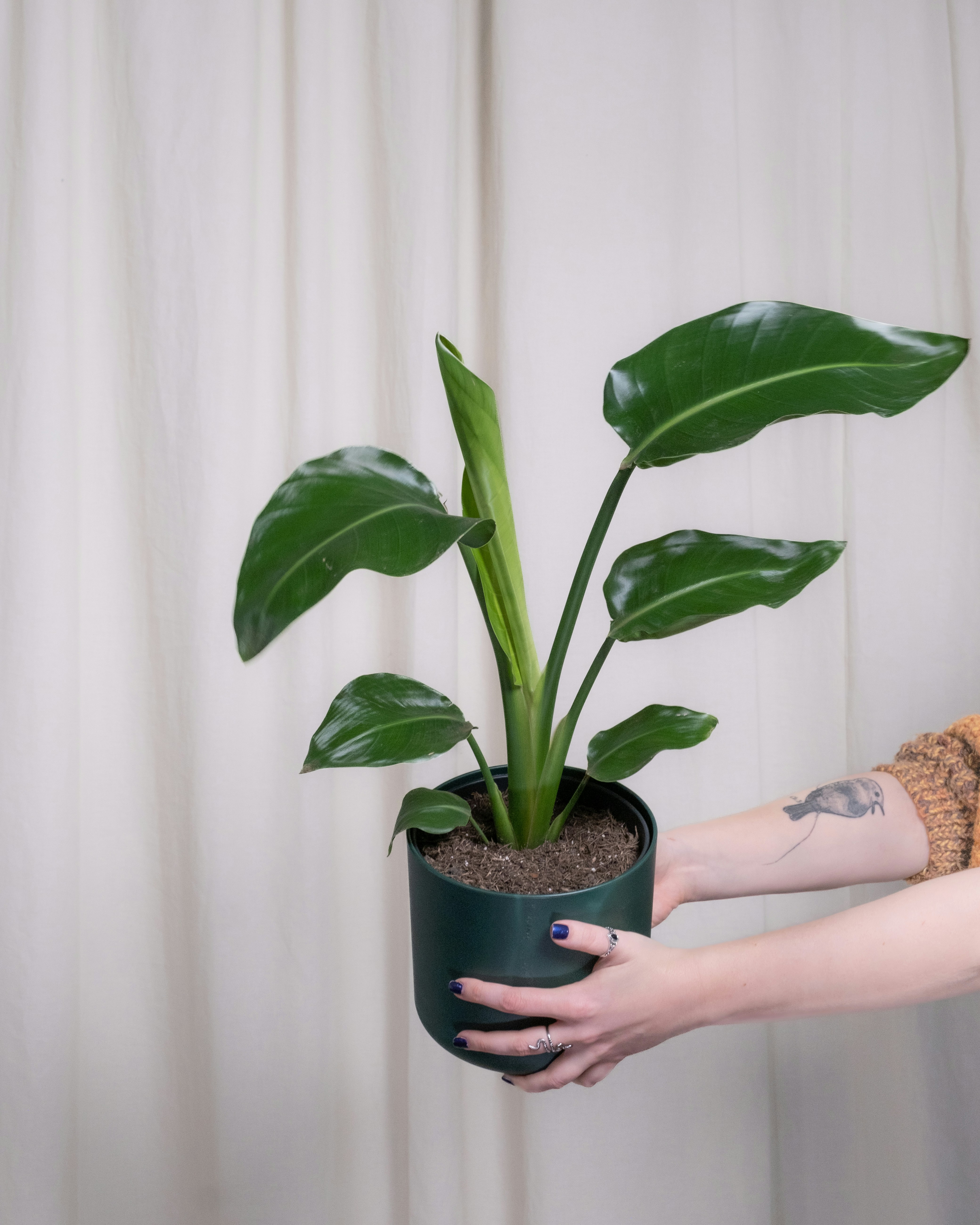 Photo by feeypflanzen