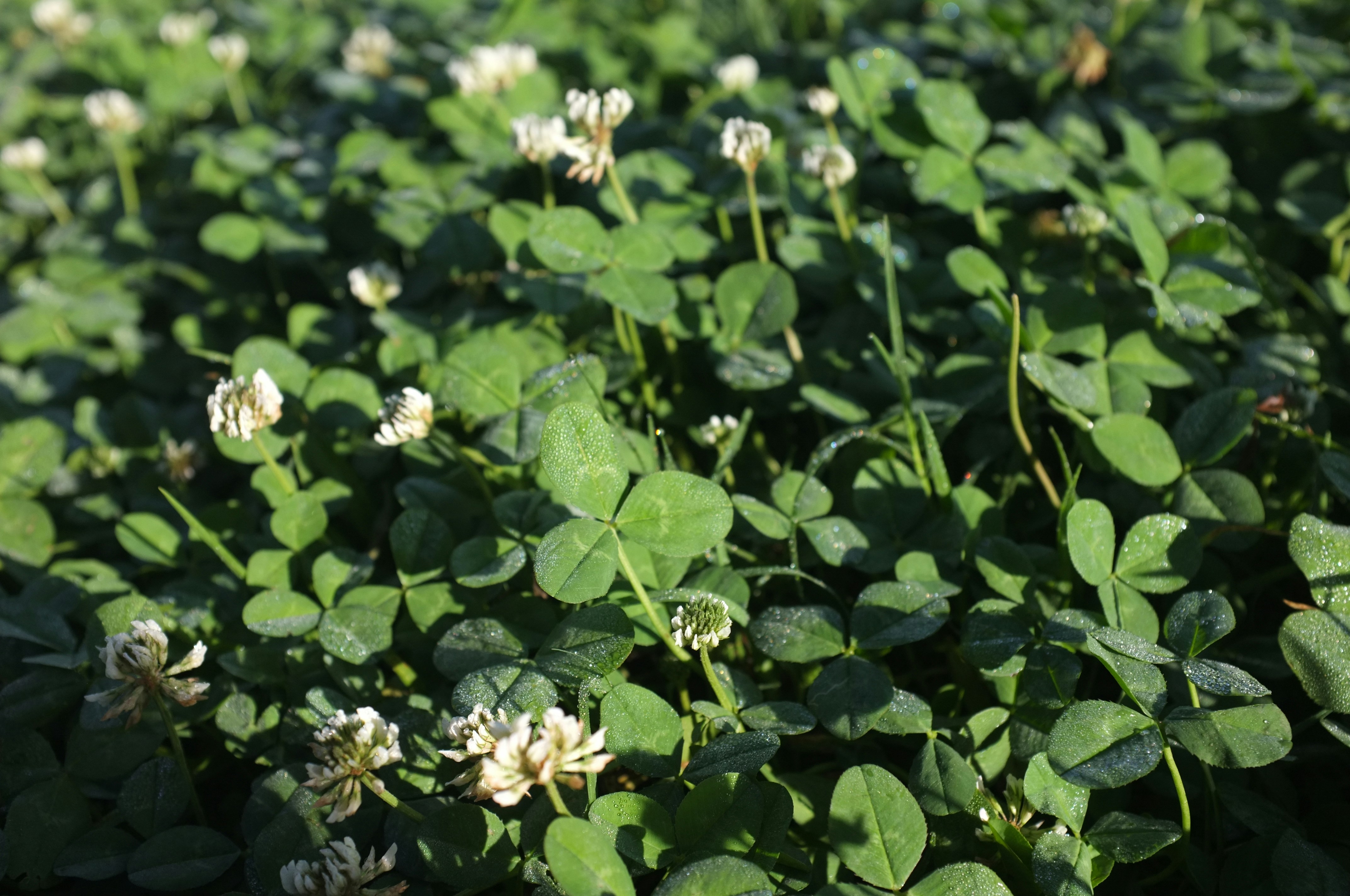 Photo by haunguyen98