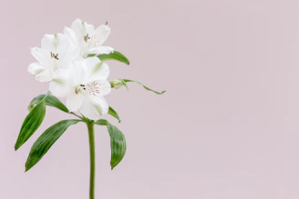 An elegant school label design with delicate floral motifs on a white background.