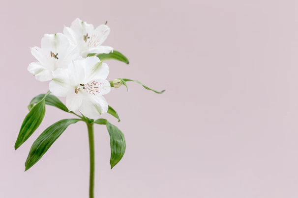 An elegant school label design with delicate floral motifs on a white background.